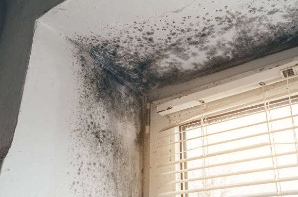 Affordable Mold Remediation solutions in Hardyville, VA