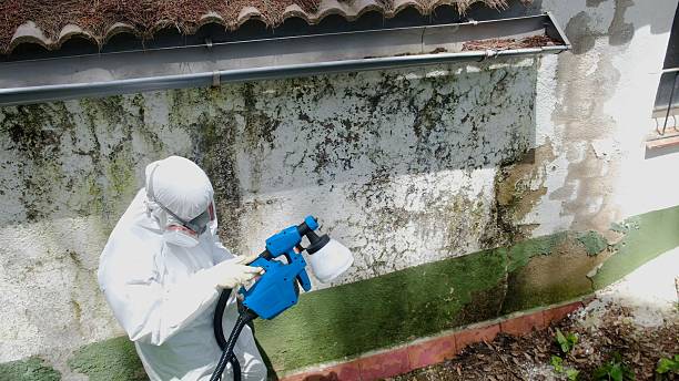 Trusted Mold Remediation service in Hardyville, VA - Cheap Mold Removal